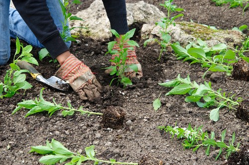 PPE and professional garden care by North Harrow gardeners