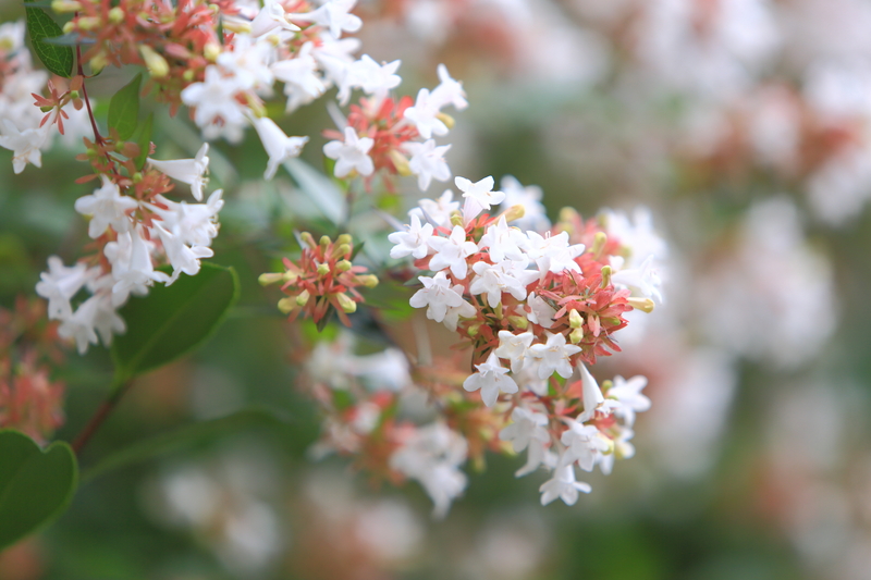 lawn mowing garden maintenance